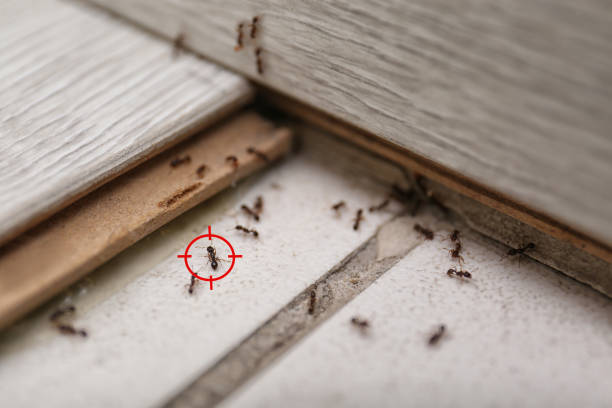 Best Best Pest Control Companies  in York, NE