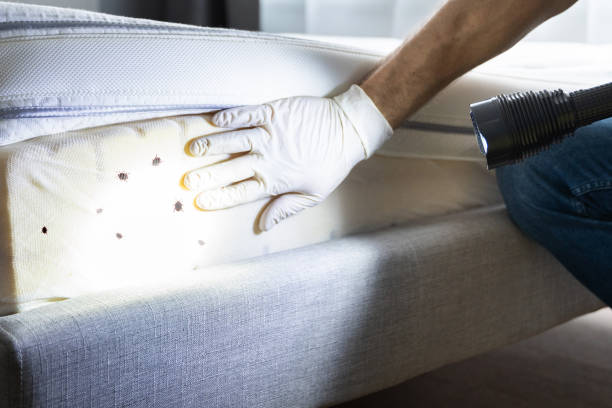 Best Pest Inspection Near Me  in York, NE