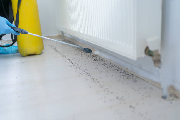 Best Flea Control Services  in York, NE